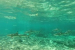 Moorea.
Requins à pointe noire ...
On a beau nous dire qu'ils sont inoffensifs, ils restent impressionnant pour nous.
