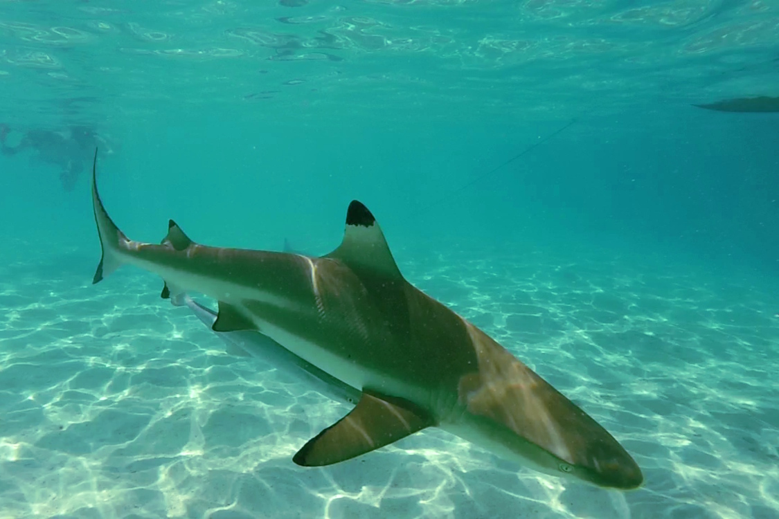 Moorea.
Requin Ã  pointe noire.