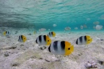 Atoll de Tetiaroa.
On se croirait dans un aquarium ...