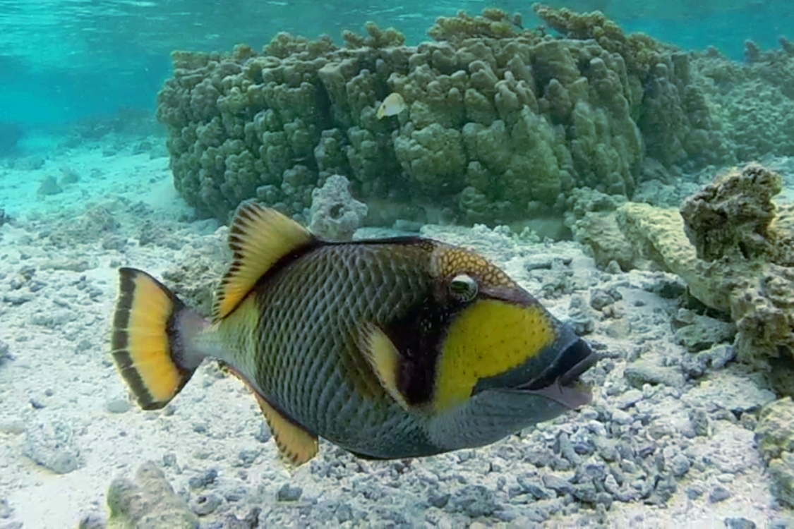 Atoll de Tetiaroa.
Le lieu est Ã©galement propice au snorkelling.
Rencontre avec un baliste titan, un poisson avec de bonnes dents. Il parait qu'il peut Ãªtre agressif ...