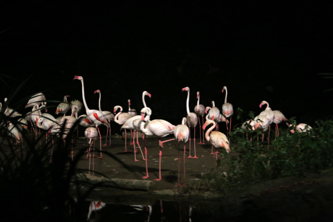 Singapour.
Night safari, un zoo nocturne pour voir les animaux Ã©voluer la nuit.