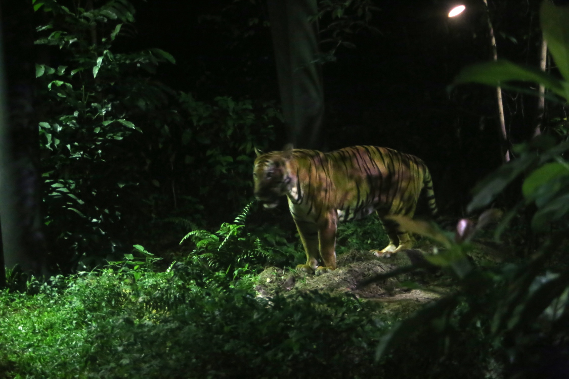 Singapour.
Night safari.