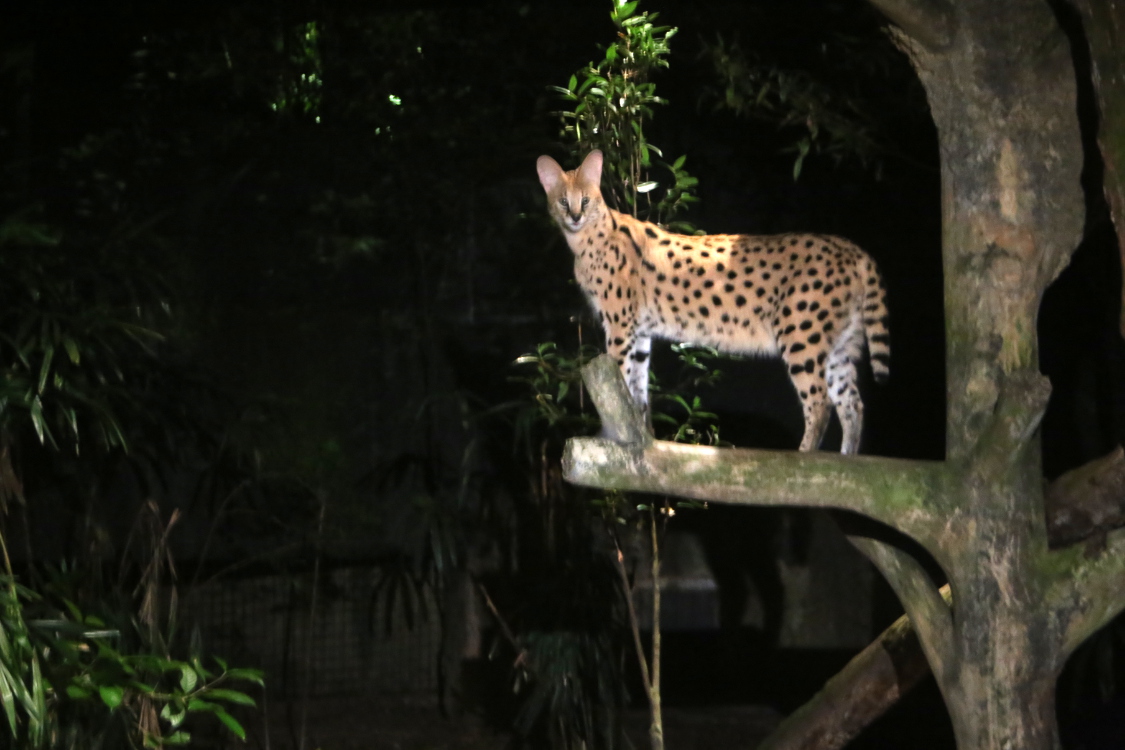 Singapour.
Night safari.