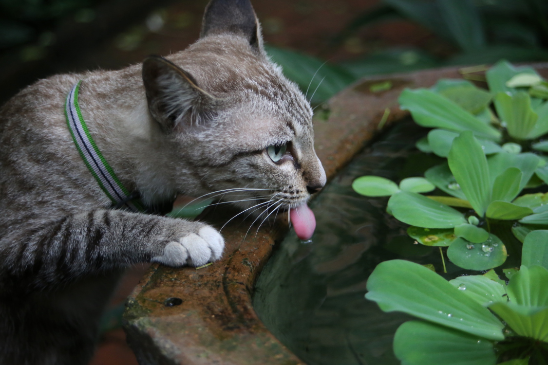Bangkok. Maison de Jim Thompson.