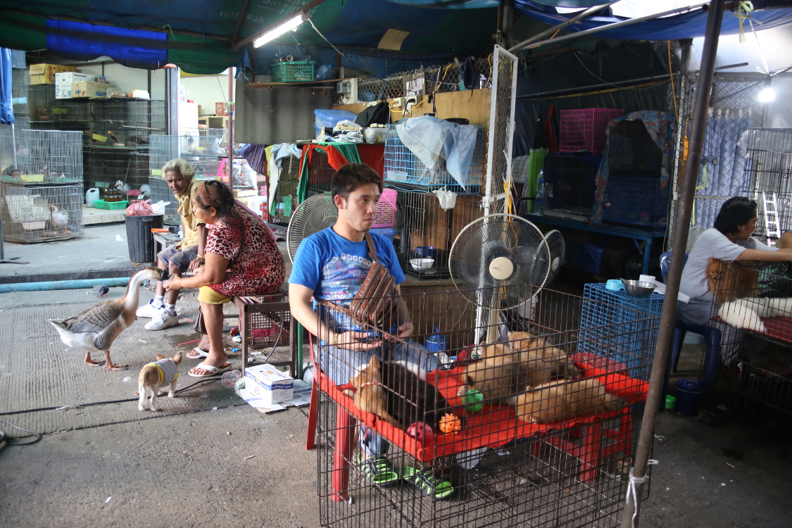 Bangkok. MarchÃ© de Chatuchak. 