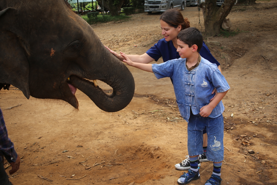 Chiang Mai. Baan Chang Elephant Park : centre oÃ¹ l'on s'occupe d'Ã©lÃ©phants anciennement maltraitÃ©s et recueillis ici, souvent achetÃ©s a leur ancien propriÃ©taire.