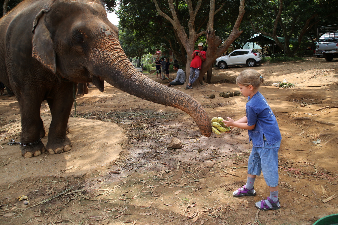 Chiang Mai. Baan Chang Elephant Park. C'est l'heure de l'apÃ©ro pour les Ã©lÃ©phants avec des rÃ©gimes de banane !!!