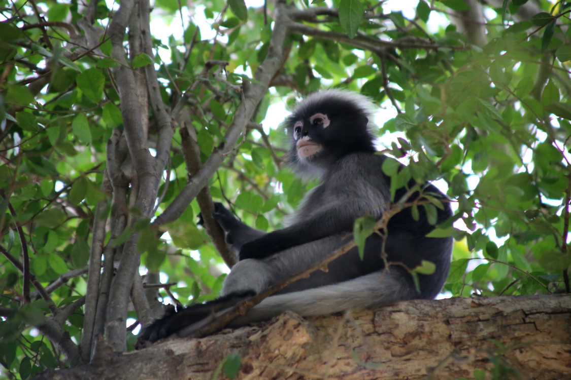 Prachuap Khiri Khan.
Rencontre avec des singes adorables.