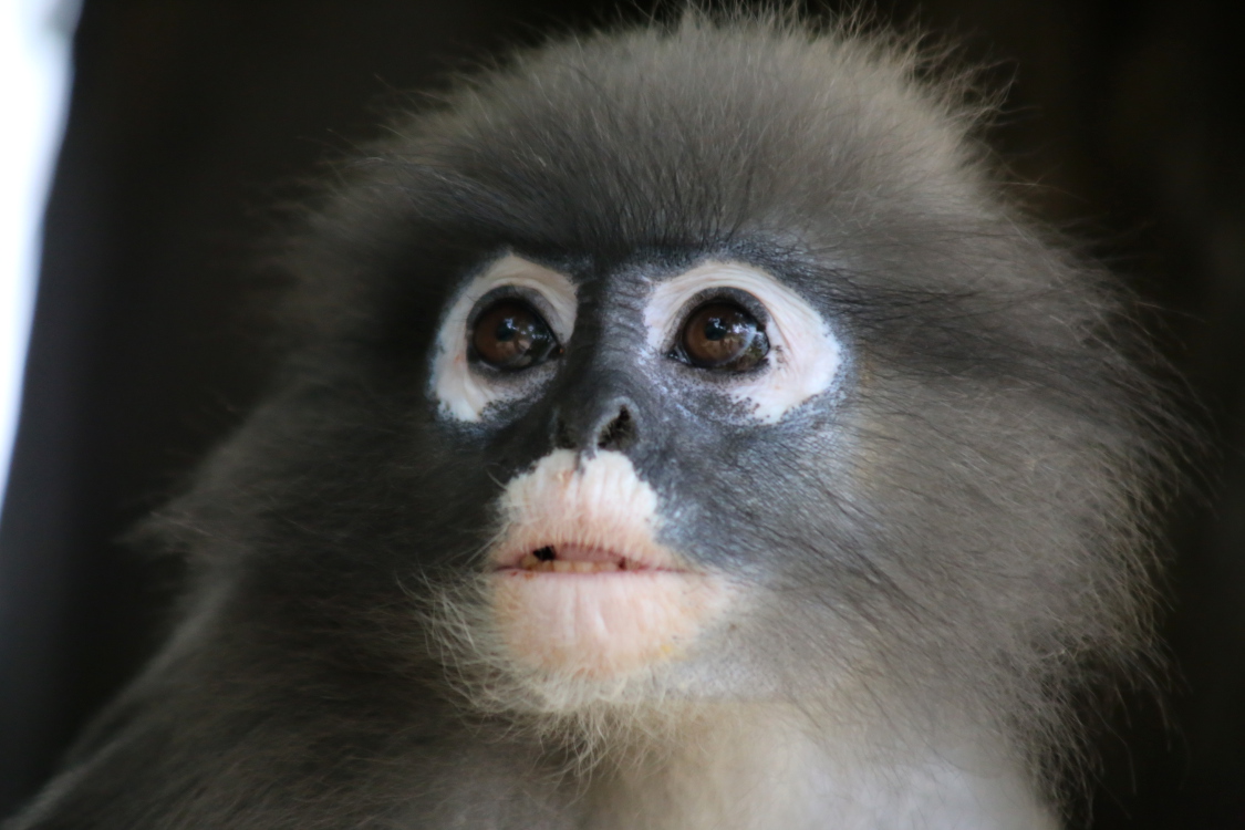 Prachuap Khiri Khan.
Rencontre avec des singes adorables.