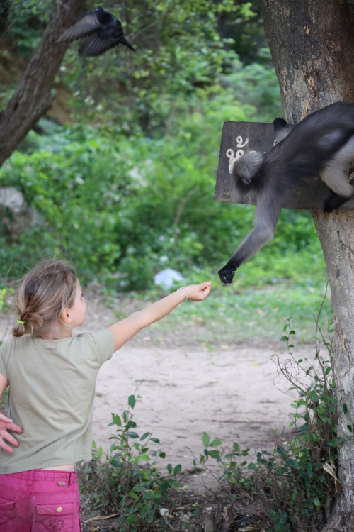 Prachuap Khiri Khan.
Rencontre avec des singes adorables.