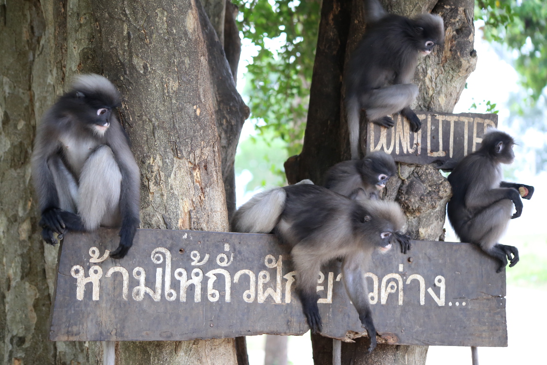 Prachuap Khiri Khan.
Rencontre avec des singes adorables.