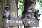 Prachuap Khiri Khan.
Rencontre avec des singes adorables.