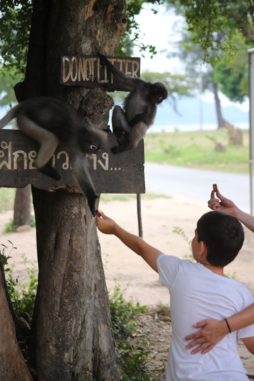 Prachuap Khiri Khan.
Rencontre avec des singes adorables.