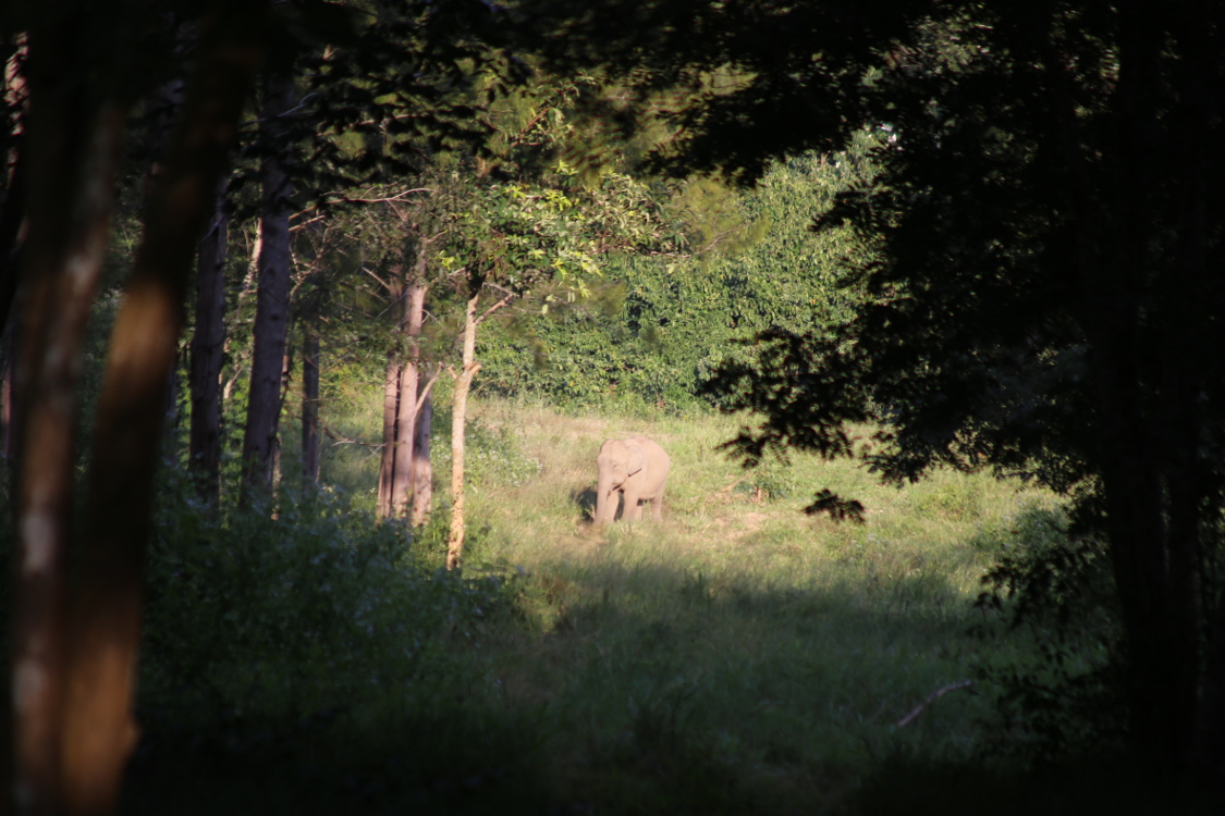 Parc national de Kui Buri.