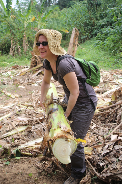Kanchanaburi.
Nous avons passÃ© une journÃ©e avec des Ã©lÃ©phants, et un Ã©lÃ©phant, Ã§a mange beaucoup (ou Ã§a trompe Ã©normÃ©ment, comme vous voulez ) !!
On a Ã©tÃ© de corvÃ©e pour ramasser les plants de bananier.