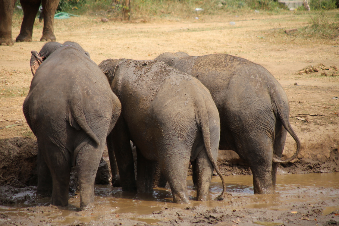 Kanchanaburi.
JournÃ©e avec les Ã©lÃ©phants.