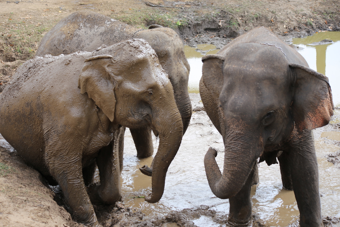 Kanchanaburi.
JournÃ©e avec les Ã©lÃ©phants.