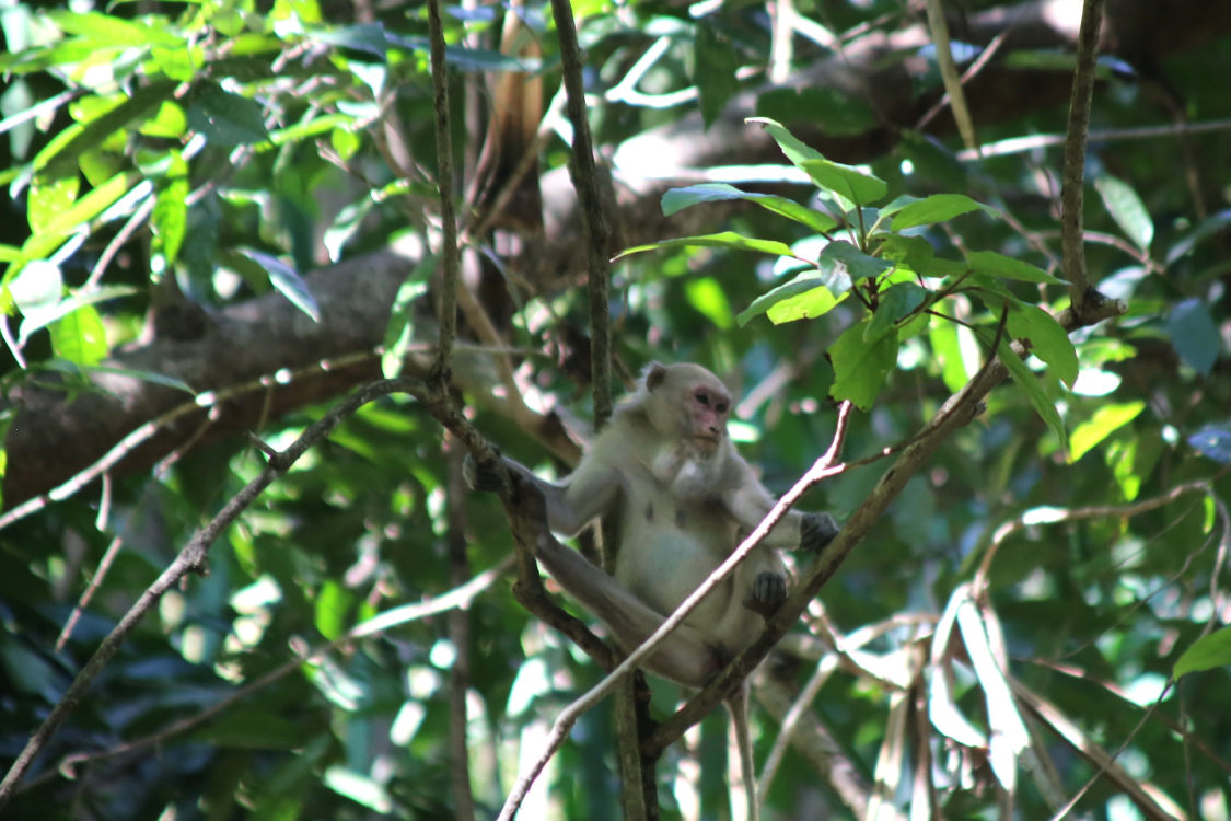 Parc national d'Erawan.
Rencontre avec quelques singes.