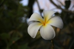 Koh Samet.
Fleur de frangipanier.