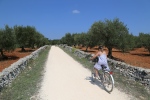 Ostuni.
Juste au dessus de notre trullo passe une magnifique piste cyclable qui parcoure la vallée d'Itria au milieu des oliviers et des trulli.