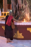 Yangon.
Pagode Shwedagon.
Un moine devant l'arbre de la Bodhi, symbole de l'intelligence et de la sagesse du Bouddha. Il paraitrait que cet arbre proviendrait d'une pousse du célèbre banian de Bodhgaya, en Inde, où le Bouddha eut son illumination.